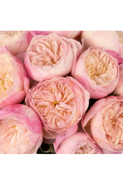 Махрові ніжно-рожеві квіти троянди Констанс